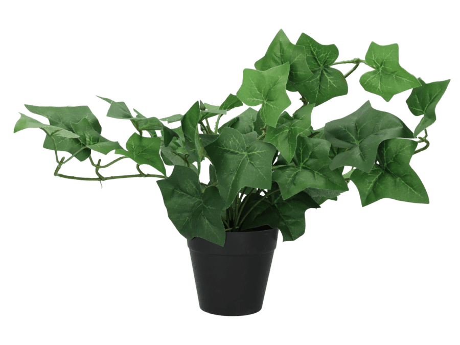 Hedera pot 14cm – groen - Wibra