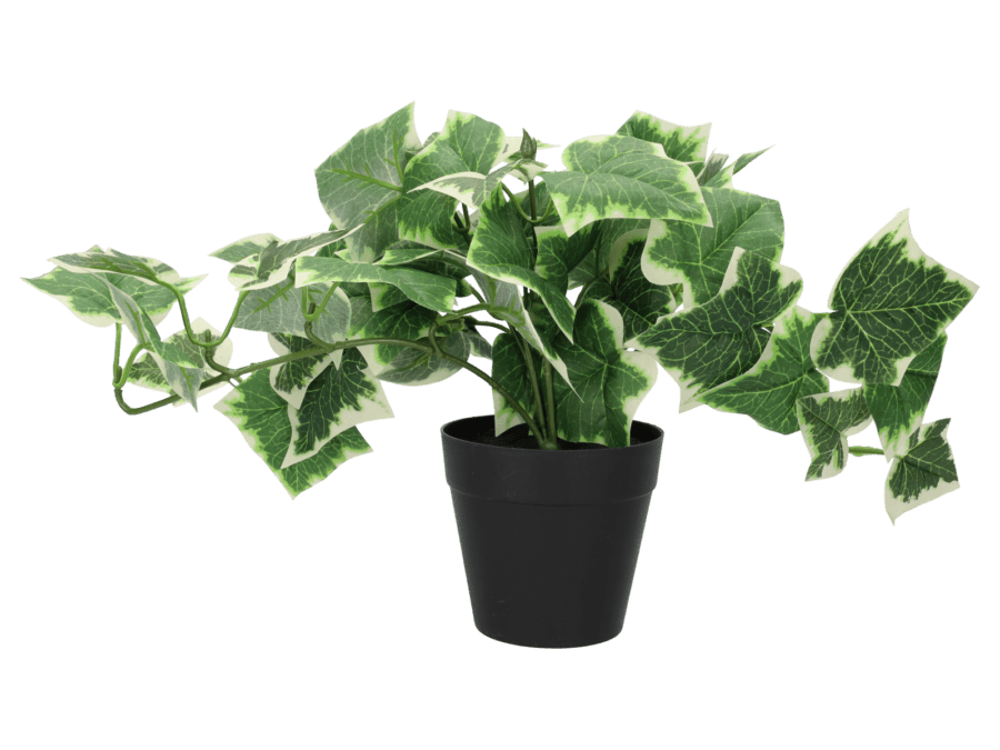 Hedera pot 14cm – green1 - Wibra